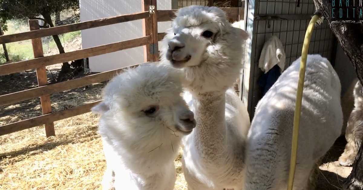Docili, "soffici", dalla lana pregiata: sono gli alpaca. E in Basilicata c'� chi li alleva